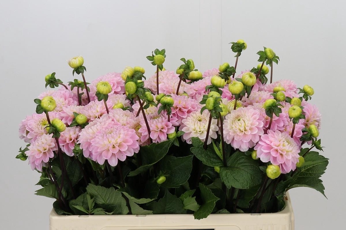 <h4>Dahlia Wizard of Oz</h4>