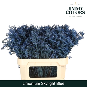 Limonium Skylight L80 Blue