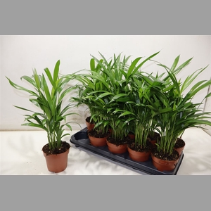 Dypsis Lutescens