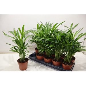 Dypsis Lutescens