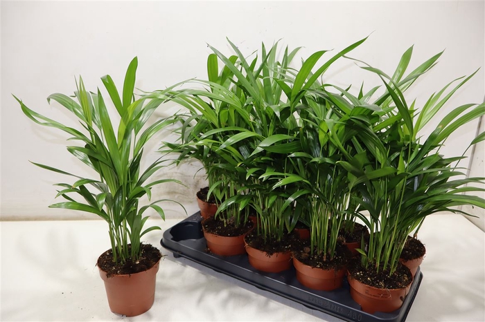 <h4>Dypsis Lutescens</h4>