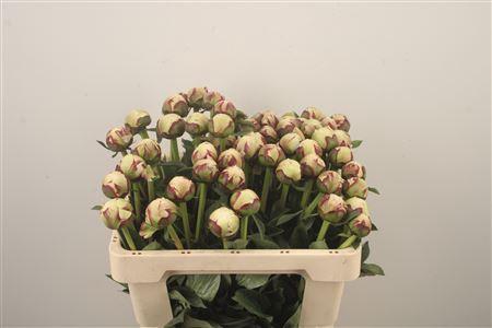 <h4>Paeo L Odile</h4>