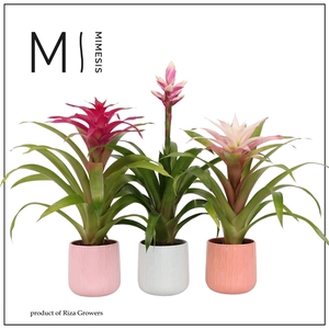 Mimesis Bromelia Royal Charming - 12cm in Belize ceramic