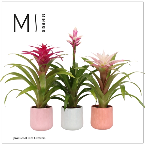 <h4>Mimesis Bromelia Royal Charming - 12cm in Belize ceramic</h4>