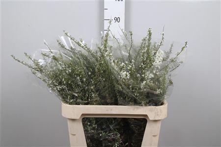 <h4>Spirea C Grefsheim</h4>