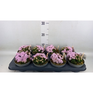 Armeria maritima