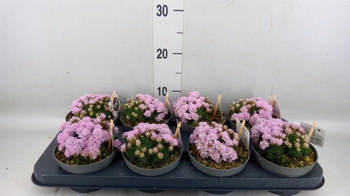 <h4>Armeria maritima</h4>