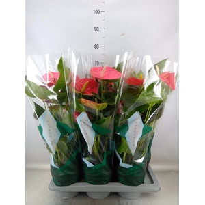 Anthurium andr. 'Colorado'