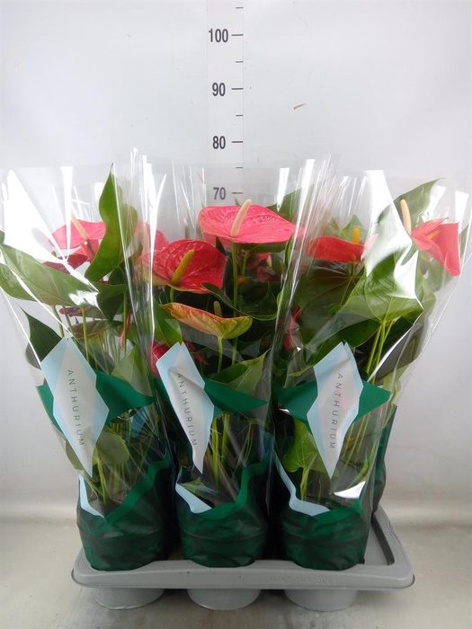 <h4>Anthurium andr. 'Colorado'</h4>