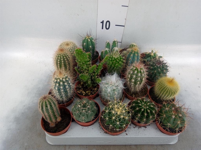 <h4>Cactus   ...mix</h4>