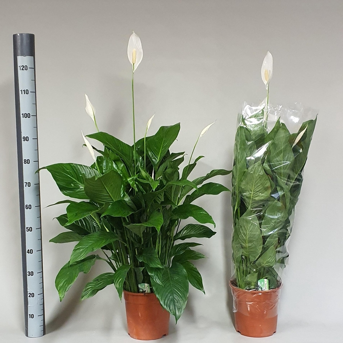 <h4>SPATH SWEET LAURETTA</h4>