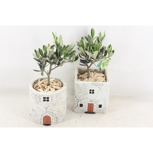 arr3 SN - Casa antique Olijf x6