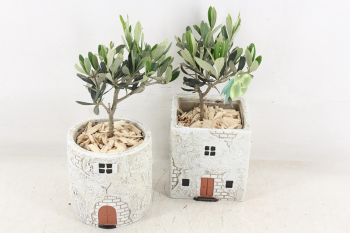 <h4>arr3 SN - Casa antique Olijf x6</h4>