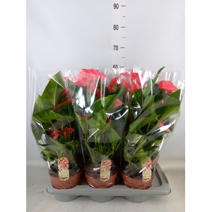 Anthurium andr. 'Melito'