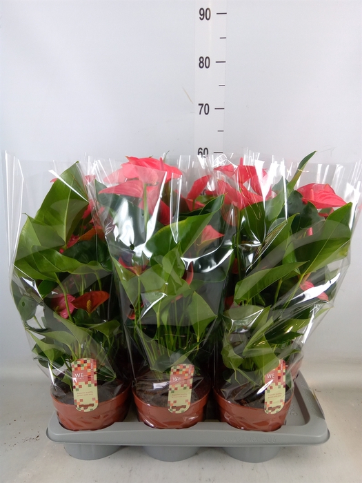 <h4>Anthurium andr. 'Melito'</h4>