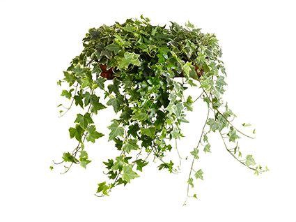 <h4>Hedera Gemengd 13cm</h4>
