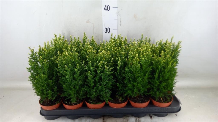 <h4>Chamaecyparis laws. 'Snow White'</h4>