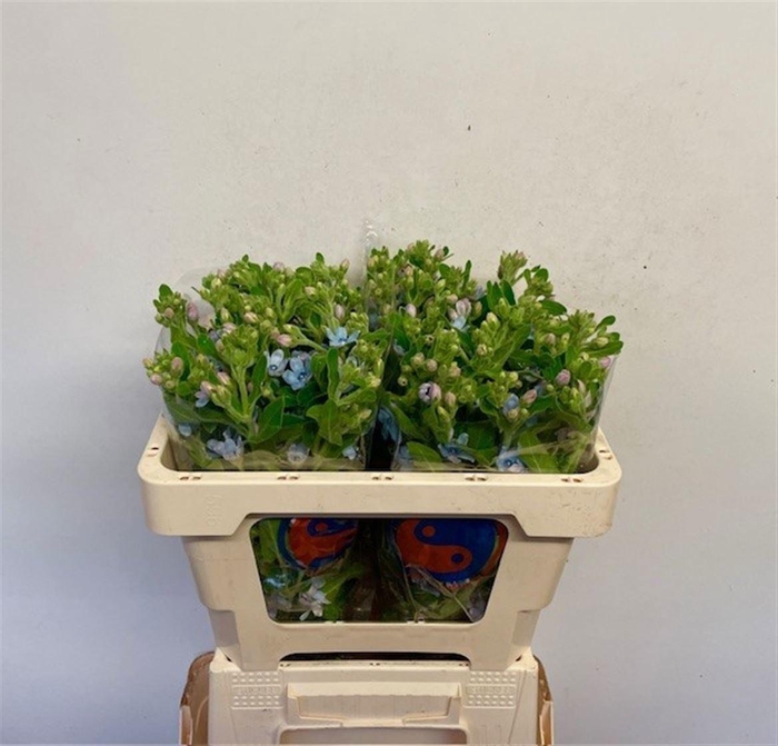 <h4>OXYPETALUM CO T PURE BLUE</h4>