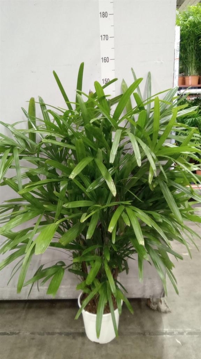 <h4>Rhapis excelsa</h4>