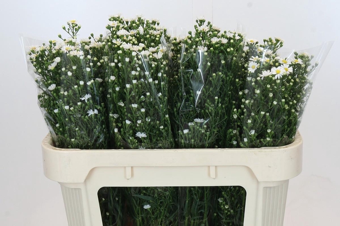 <h4>Aster Paquita</h4>