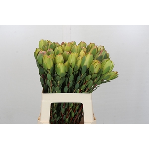 Leucadendron Disc. Yellow