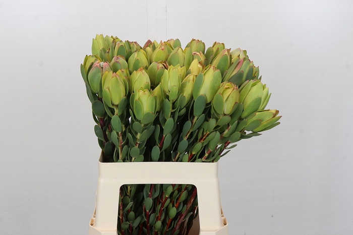 <h4>Leucadendron Disc. Yellow</h4>