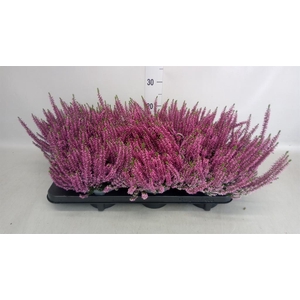 Calluna vulg. 'Beauty L Lianne'