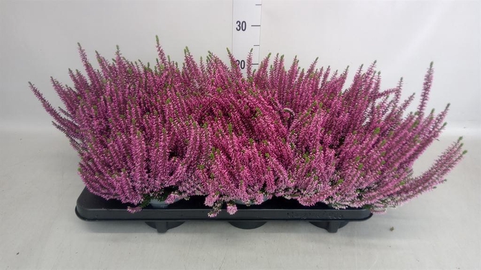 <h4>Calluna vulg. 'Beauty L Lianne'</h4>