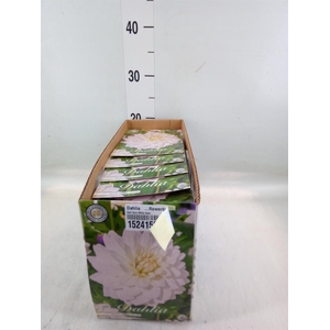 Dahlia   ...flowerbulbs