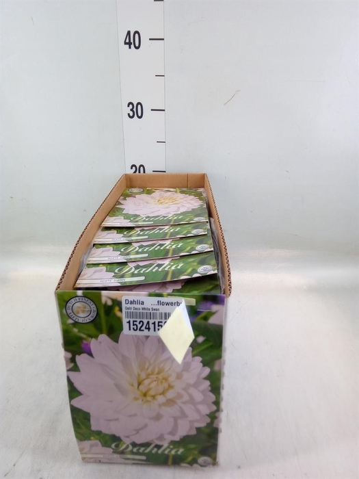 <h4>Dahlia ...flowerbulbs</h4>