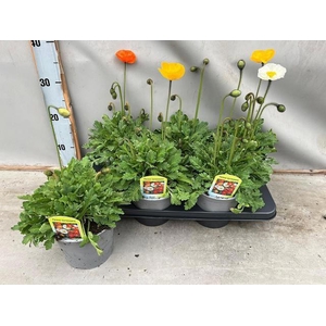 PAPA NUD GARTENZWERG