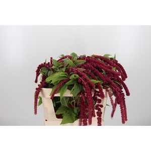 Amaranthus Caudatus Rosary