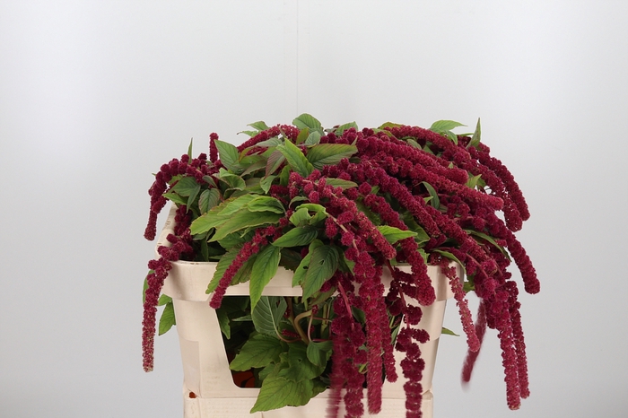 <h4>Amaranthus Caudatus Rosary</h4>