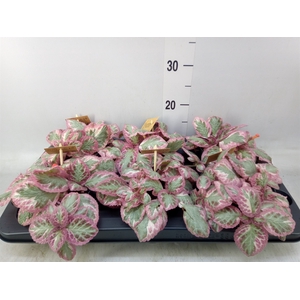 Episcia cupreata 'Pink Brocade'