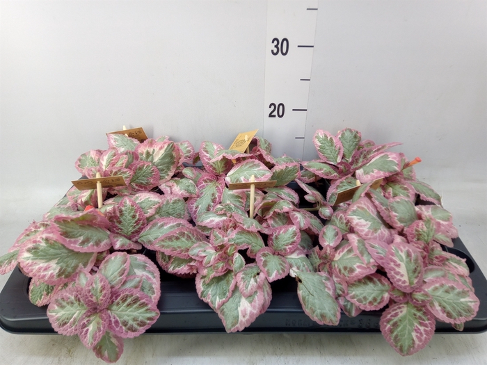 <h4>Episcia cupreata 'Pink Brocade'</h4>