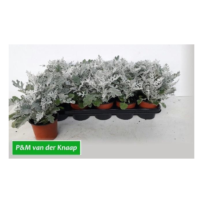 <h4>JACOBAEA MARITIMA</h4>