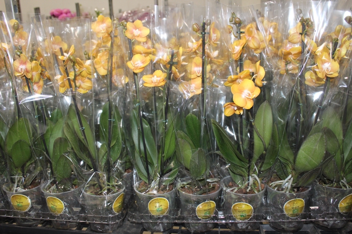 <h4>PHALAENOPSIS VEGAS P12 2 HT MULTIFLORA</h4>