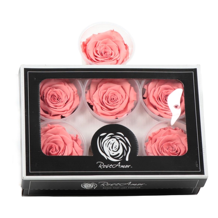 <h4>Rosa Preserved Ll Bic 09</h4>