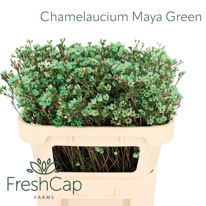 <h4>Chamelaucium Maya Green</h4>
