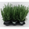 Rosmarinus Officinalis Italië