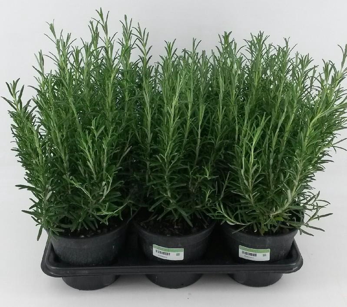 <h4>Rosmarinus Officinalis Italië</h4>