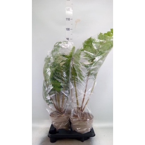 Cyathea australis