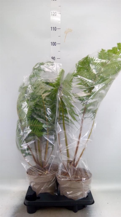 <h4>Cyathea australis</h4>