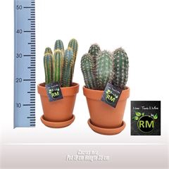 <h4>Cactus gemengd</h4>