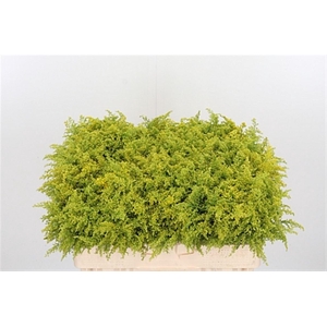 Solidago Tara
