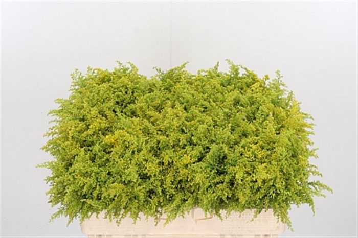 <h4>Solidago Tara</h4>