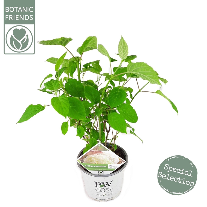 <h4>Hydrangea arbo. 'Strong Annabelle'®</h4>