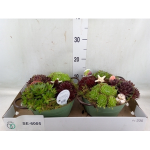 Arr.  Sempervivum L%