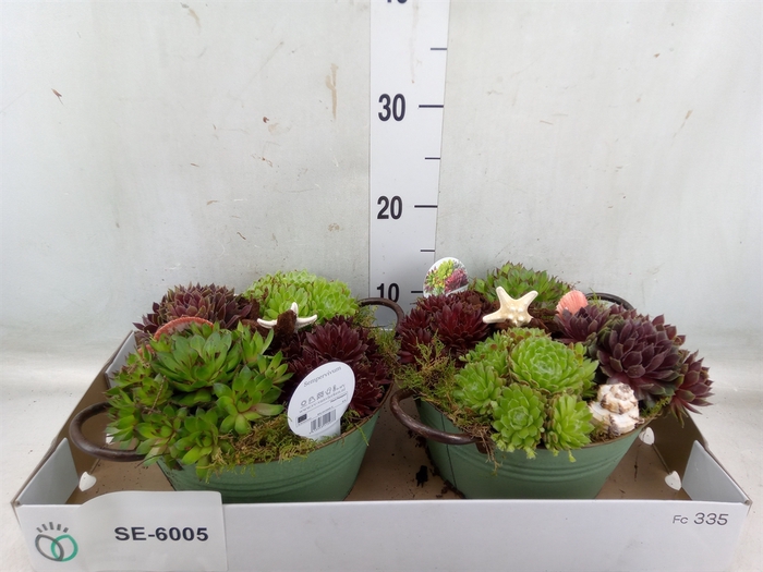 <h4>Arr.  Sempervivum L%</h4>