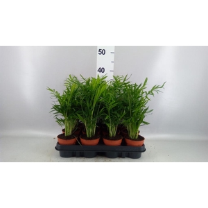 Chamaedorea elegans
